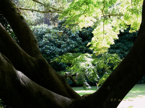 Bois des Moutiers  (58) Summer 2012